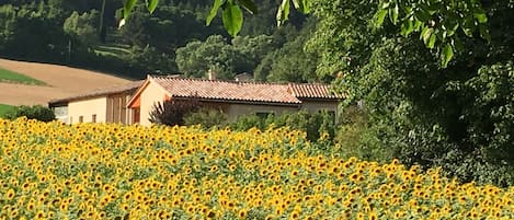 en bordure des cultures de tournesol