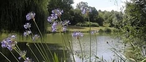 a view across the lake