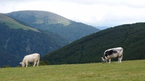 Blick aufs Gebirge