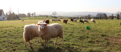 Blick von der Wiese neben dem Haus