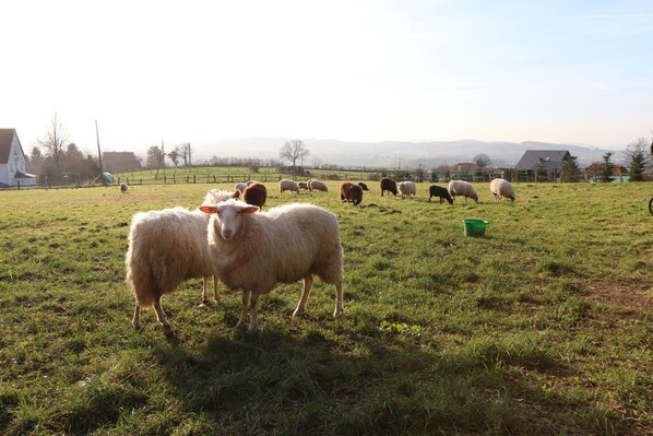 Blick von der Wiese neben dem Haus