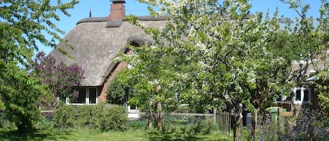 Das Reetdachhaus Süderhöfter Weg 9 im Frühling bei der Obstblüte