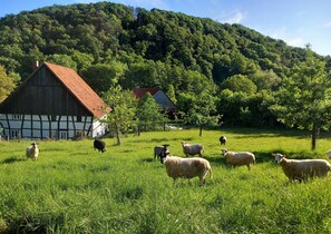 Fachwerk-Ferienhaus im grünen Weserbergland