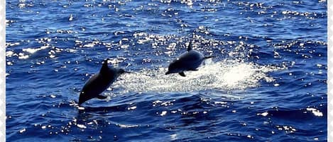 dolphinwatching near Arguineguin 