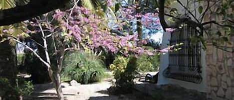 Palmengarten von Casa Rocinante