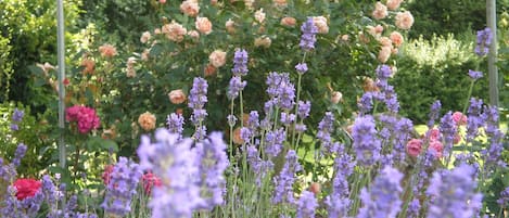 Impressionen aus dem Rosengarten