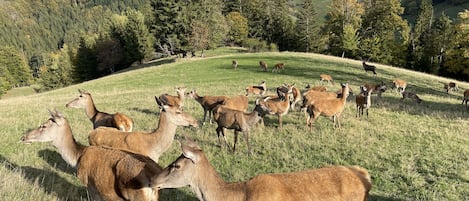 Overnattingsstedets uteområder