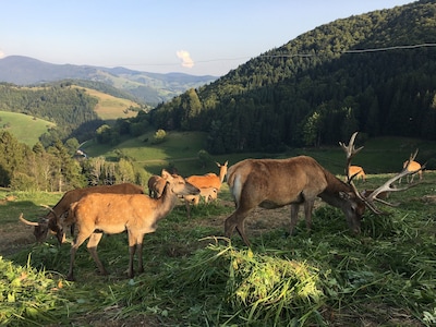 Holidays in the Black Forest on Belchen 
