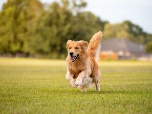 Up to 4 dogs welcome