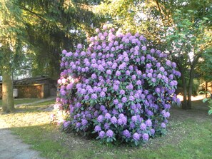 Rhododenronblüte im Garten