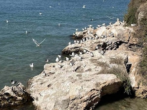Penguin Island