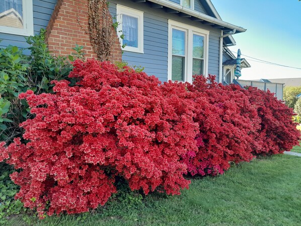 Azaleas in bloom