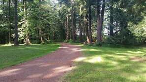 Our driveway through the forest  