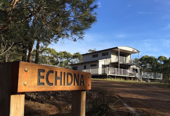 Echidna on Bruny'