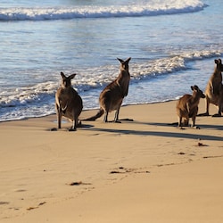 Cheeky kangaroos on the beach at Durras - contemplating a dip?!