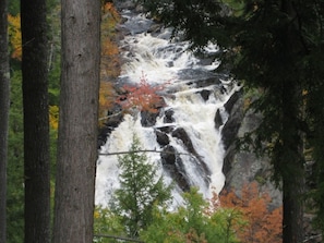 Foliage at The Falls