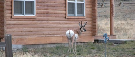 roaming outside the cabin
