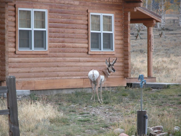 roaming outside the cabin
