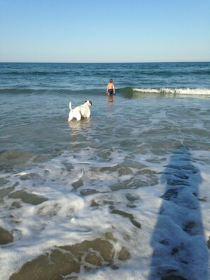 Dog Friendly Beaches