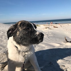 My dog, Kody enjoys Crescent Beach. Pet friendly beaches in St. Augustine