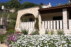 Cape Daisies in Spring
