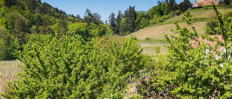 De la propriété vue sur le château de Kintzheim et ses vignes 