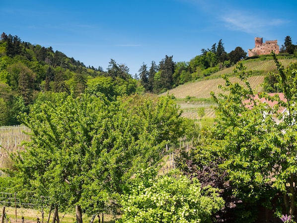 De la propriété vue sur le château de Kintzheim et ses vignes 