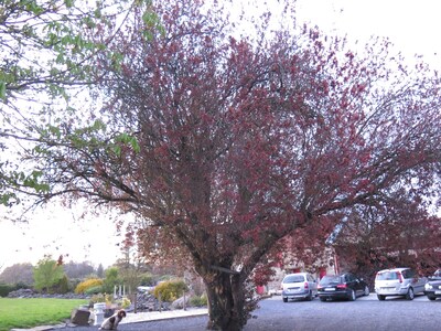 3 bedroom, sleeps 6, beautiful quaint Village in the centre of Ireland