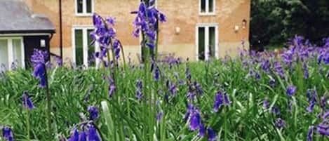 Exterior Bluebells