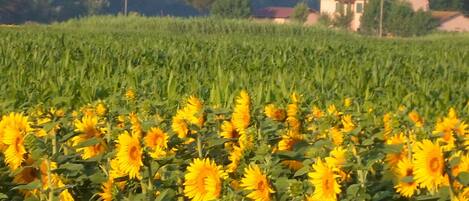 la casa tra i girasoli
