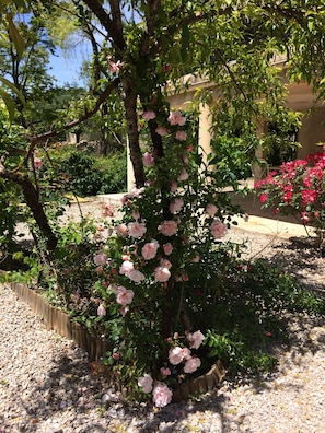 Heavenly scent of roses which grow all around the garden.