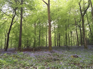 Bluebell Wood 2016 five minutes walk from the cottages.