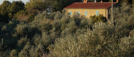 Podere Piaggette di Segalari Uliveta