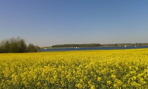 Ostseefjord "Schlei" zur Rapsblüte....