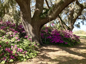 In the Spring, the azealas are beautiful.