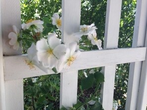 Wild Roses grow in and around Prairie City giving The Guesthouse its name