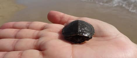 Turtles hatch during the year and if you are lucky, you see them on the beach