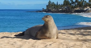 The Monk Seals frequent here sometimes.