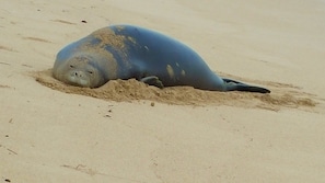 A rare monk seal in the back yard!