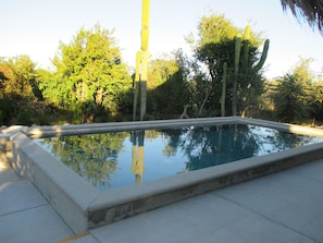 the swimming pool .the late afternoon sun touching the plants