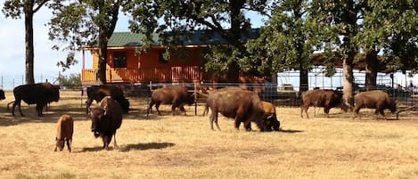 Bison right out side your fence