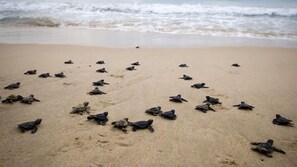 "lights out" for our Turtle Season