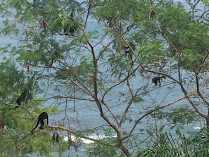 monkeys off the terrace