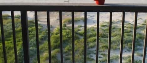 Vue sur la plage ou l’océan