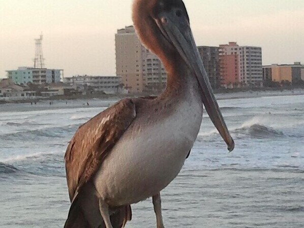 Jacksonville Beach view from the Pier