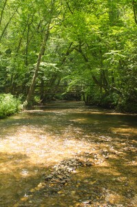 Holly Cabin on Town Creek, in Northeast Mountains Blairsville