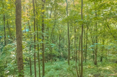 Holly Cabin on Town Creek, in Northeast Mountains Blairsville