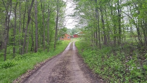 Driveway Into Cabin