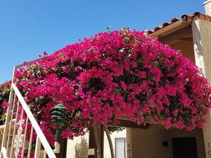 Bougainvilleas