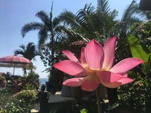 Lotus pond shares amazing wonders